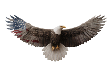 American bald eagle png