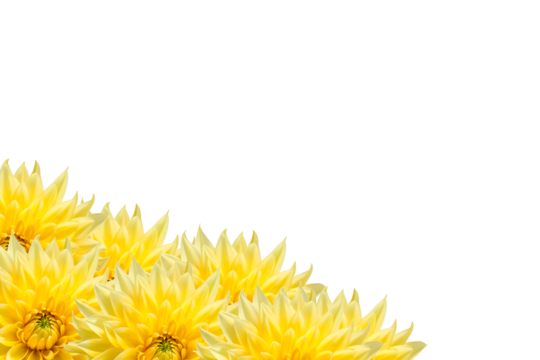 yellow dandelions on white