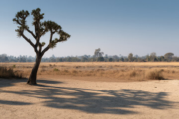 savanna plain in zambia with long shadows showcasing climate extremes