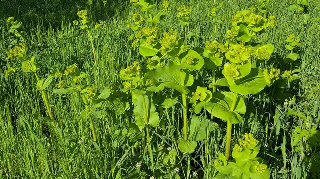 natural plant videos, wild flower videos.