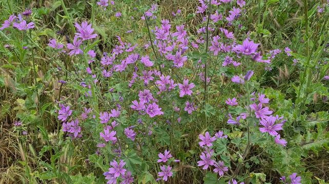 Videos of natural plants and flowers. big hibiscus videos.