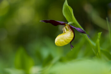 Beautiful rare flower orchid Slipper orchid - Cypripedium calceolus in the wild