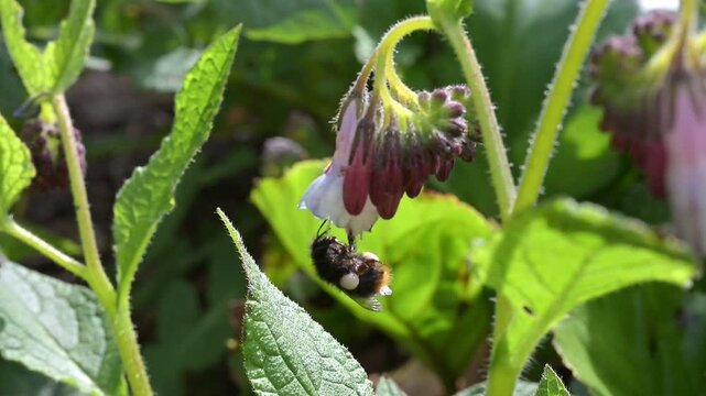 Bumblebee hanging by one leg from a flower before feeding and flying away. Full pollen baskets or corbiculae on legs. May, Kent, UK [Slow motion x10]