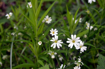 Forest starflower, or lanceolate starflower
