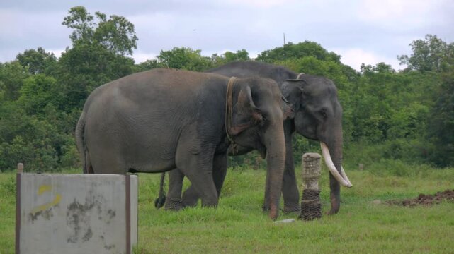 two Sumatran elephant (Elephas maximus sumatranus) walking in Way Kambas National Park Lampung Indonesia