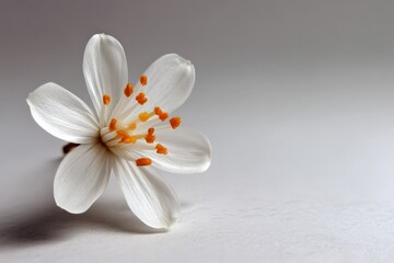 Delicate white flower with orange stamen resting on a plain surface in soft light