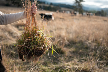 female farmer testing soil on a farm. agronomist checking plant crop health and soil science on a cow farm