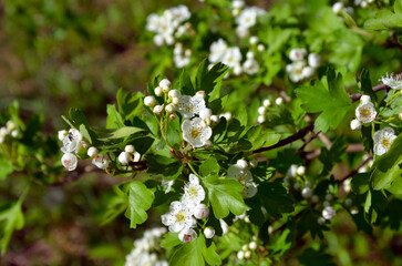 Naklejka premium Hawthorn (Crataegus oxyacantha) bloom close up