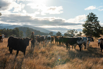Australian wagyu cows grazing in a field on pasture. close up of a black angus cow eating grass in...