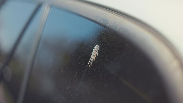 A closeup view of bug splatter on a car window, beautifully captured in natural lighting conditions