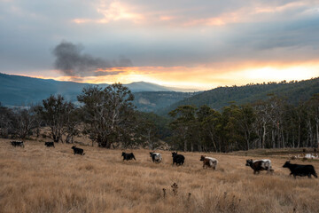 Australian wagyu cows grazing in a field on pasture. close up of a black angus cow eating grass in...