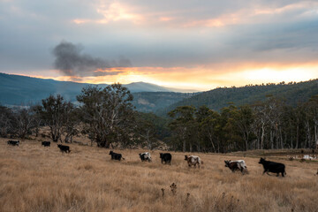 Australian wagyu cows grazing in a field on pasture. close up of a black angus cow eating grass in a paddock in springtime in australia	