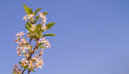 Banner with copy space to the right, a single cherry blossom branch against a blue sky background