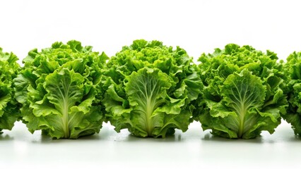 Fototapeta premium Fresh green lettuce heads arranged in a neat row on a plain white background with subtle texture , vegetable arrangement, crisp lettuce