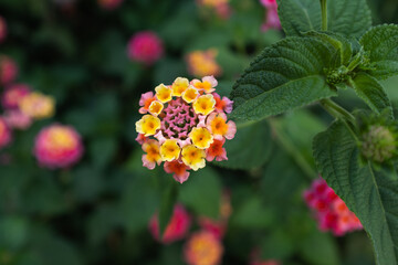 Blooming Lantana flower, close-up Flowering plant Spanish flag for publication, design, poster, calendar, post, screensaver, wallpaper, postcard, banner, cover, website. High quality photo