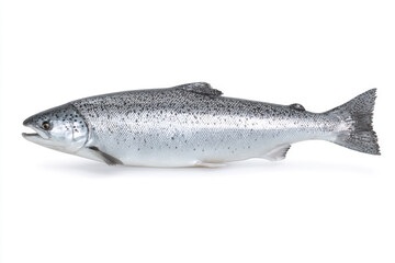 Obraz premium Freshly caught salmon displaying iridescent skin and vibrant patterns in natural daylight at a seafood market