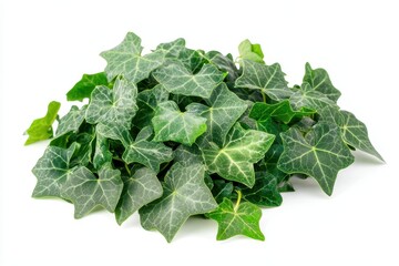 A cluster of vibrant green leaves