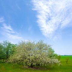 Naklejka premium apple tree garden in blossom, spring countryside agricultural scene