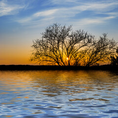 tree silhouette on lake coast reflected in a water at the sunset