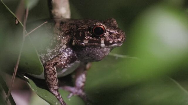 Glandular frog (Hylarana glandulosa) calling at night on the ground in deep forest, Thailand.