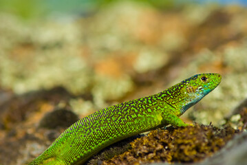 closeup green lizard sit on a stone, wild animal scene