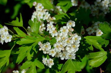 Hawthorn (Crataegus oxyacantha) bloom close up