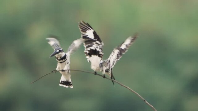 Pied Kingfisher (Ceryle rudis)quarreling on a branch.
