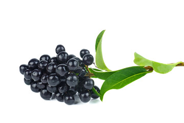 Ligustrum vulgare branch and berry isolated on a white background © Roman Ivaschenko