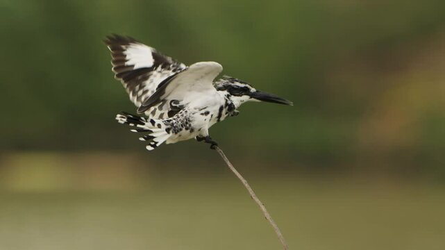 Pied Kingfisher (Ceryle rudis) Dressed up on a branch.