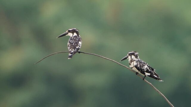 Pied Kingfisher (Ceryle rudis) fly into a branch.