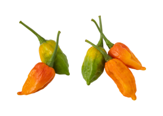 Dorset naga peppers isolated on transparent background	