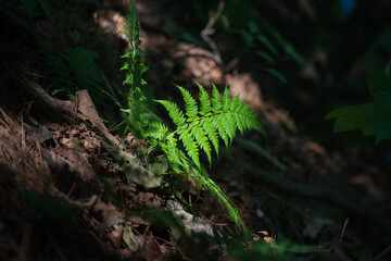 Vibrant Green Fern Frond Illuminated in a Forest Understory