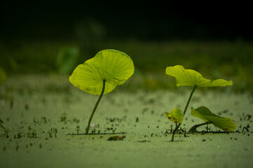 Lotus Leaves Emerging from a Duckweed-Covered Pond