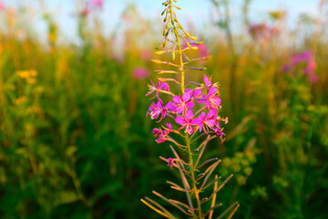 Fireweed Wildflower in Full Bloom – Vibrant Pink-Purple Flowers in a Meadow Bathed in Golden Sunset Light for publication, poster, calendar, post, wallpaper, cover, website. High quality photography