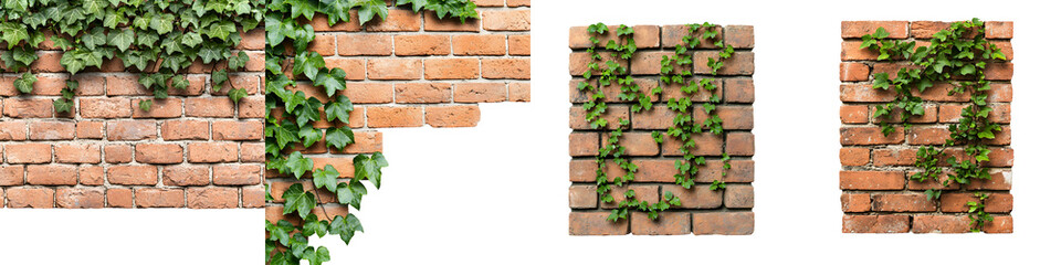 Obraz premium Lush green ivy vines gracefully climbing on rustic red brick walls, creating a harmonious blend of nature and architecture that enhances outdoor and indoor settings, perfect for home decor