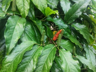 Javanese pepper plant or Piper retrofractum Vahl bearing fruits in various stages of ripeness, surrounded by lush green leaves
