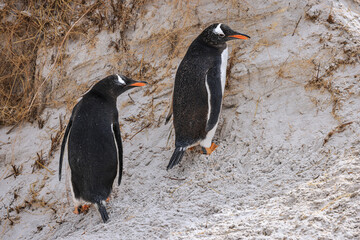 Gentoo penguins at Yorke Bay, Falkland Islands, South Atlantic