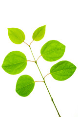 カツラの新緑白バック