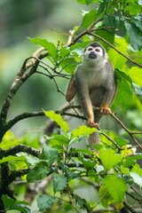 Ecuadorian squirrel monkey (Saimiri cassiquiarensis macrodon) in a tree at an ecolodge in Archidona, Ecuador
