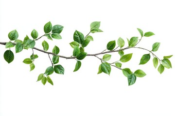 Fresh green branch with foliage