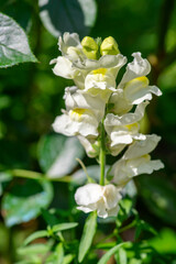 Antirrhinum majus flowers, common snapdragon in bloom, pink yellow flowering plant