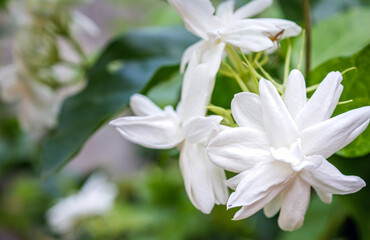White Jasmine flowers, Close-up of Blooming thai jasmine shrub. White flowers. Background of nature.