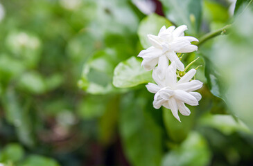 White Jasmine flowers, Close-up of Blooming thai jasmine shrub. White flowers. Background of nature.