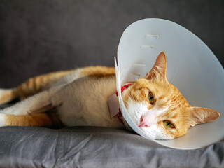 Sick cat, cat wearing a protective plastic collar cone