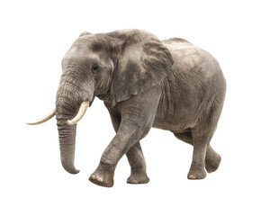 Fototapeta premium Majestic elephant walking gracefully through its habitat on a transparent background, cut out