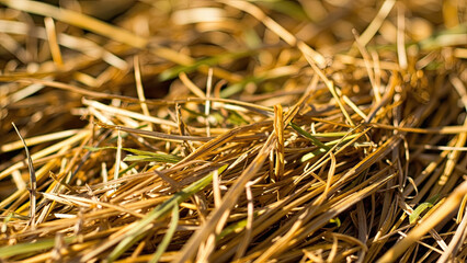 Close-up macro photograph of dry hay and grass in warm sunlight texture and natural background