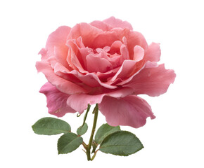 Soft pink rose blossom with lush green leaves for decor and design on a transparent background, cut out
