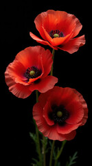 Obraz premium Vibrant red poppy flowers with delicate petals and dark centers stand tall against black background, creating striking visual impact