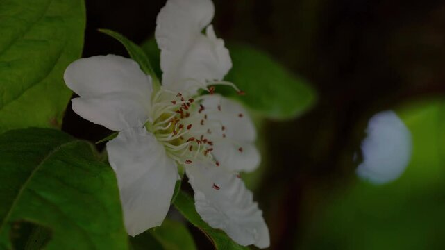 Medlar in flowering, slight breeze, spring (Mespilus germanica) - (4K)