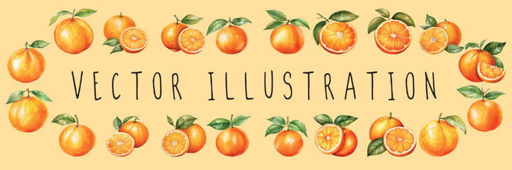 orange fruit watercolor set collection illustration . vector illustration